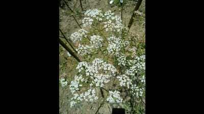 Known for its unique fragrance, kala jeera earlier grew in wild and is currently under cultivation in an area of about 47 hectares in Shong village. (HT Photo) Known for its unique fragrance, kala jeera earlier grew in wild and is currently under cultivation in an area of about 47 hectares in Shong village. (HT Photo)