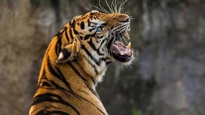 Maharashtra has the highest death toll of tigers in India (Representative Photo) Maharashtra has the highest death toll of tigers in India (Representative Photo)