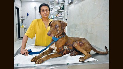 Mumbai, India - Aug 17, 2023 : Celebrity Jaya Bhattacharya who rescued a dog on Midnight of 17 august after the dog was alllegedly attack with acid thrown on him at Malad, in Mumbai, India, Thursday, Aug 17, 2023. (Photo by Vijay Bate/HT Photo) Mumbai, India - Aug 17, 2023 : Celebrity Jaya Bhattacharya who rescued a dog on Midnight of 17 august after the dog was alllegedly attack with acid thrown on him at Malad, in Mumbai, India, Thursday, Aug 17, 2023. (Photo by Vijay Bate/HT Photo)