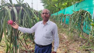 Retired engineer-turned-farmer Chhote Lal Gautam in his field of dragon fruit in Prayagraj. (HT photo) Retired engineer-turned-farmer Chhote Lal Gautam in his field of dragon fruit in Prayagraj. (HT photo)