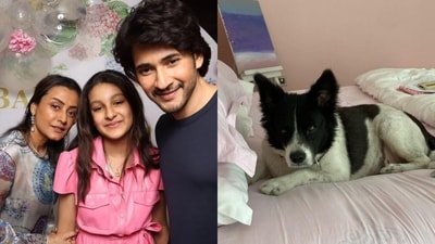 Mahesh Babu's family pet dog died in Hyderabad. Mahesh Babu's family pet dog died in Hyderabad.