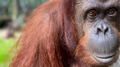 International Orangutan Day 2023: Date, history, significance (AP) International Orangutan Day 2023: Date, history, significance (AP)