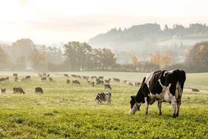 Cows are known to emit methane, responsible for nearly 45% of the warming, both through their burps and their manure. Credit: Shutterstock Cows are known to emit methane, responsible for nearly 45% of the warming, both through their burps and their manure. Credit: Shutterstock