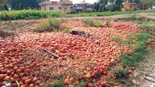 In as recent as May, farmers in several states were seen throwing away tomatoes as prices crashed to a mere ₹1.5 a kilo. Credit: ANI In as recent as May, farmers in several states were seen throwing away tomatoes as prices crashed to a mere ₹1.5 a kilo. Credit: ANI