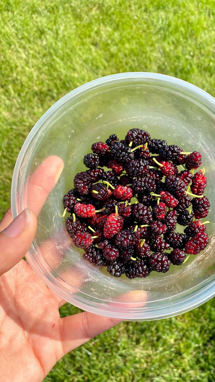 5_fruits_to_manage_cholesterol_levels