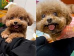 Snapshot of the smiling poodles. Snapshot of the smiling poodles.