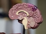 How platelets can replicate benefits of exercise in brain: Study How platelets can replicate benefits of exercise in brain: Study