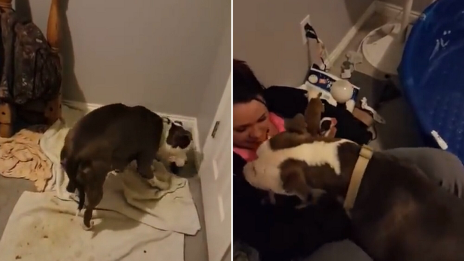 Mama dog places her puppies into the lap of woman who rescued her - Vimarsana News