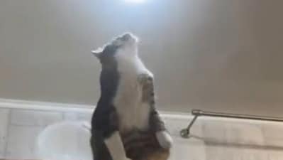Cat fixing the light bulb. (Twitter/@buitengebieden.) Cat fixing the light bulb. (Twitter/@buitengebieden.)