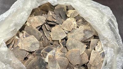 Pangolin scales seized during the operation against wildlife trafficking. Pangolin scales seized during the operation against wildlife trafficking.