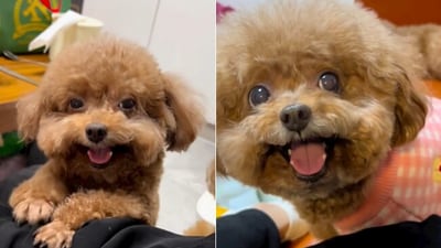 Snapshot of the smiling poodles. (Instagram/@Abbie Qu) Snapshot of the smiling poodles. (Instagram/@Abbie Qu)