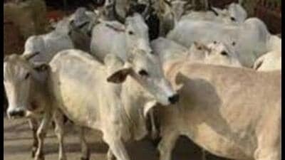 The minister directed officials to get the fodder machine at the site repaired and asked police officials to ensure proper security arrangements at the cow shelter. (Pic for representation) The minister directed officials to get the fodder machine at the site repaired and asked police officials to ensure proper security arrangements at the cow shelter. (Pic for representation)