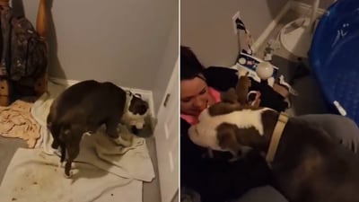 The image captures the sweet moment a mama dog places her newborn puppies into the lap of her rescuer. (Screengrab) The image captures the sweet moment a mama dog places her newborn puppies into the lap of her rescuer. (Screengrab)
