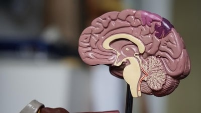 How platelets can replicate benefits of exercise in brain: Study (UNSPLASH) How platelets can replicate benefits of exercise in brain: Study (UNSPLASH)