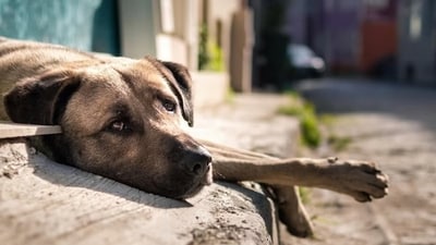 India is home to 6.2 crore stray dogs and 91 lakh street cats and are susceptible to several infections that they can even pass to humans like rabies. (Freepik) India is home to 6.2 crore stray dogs and 91 lakh street cats and are susceptible to several infections that they can even pass to humans like rabies. (Freepik)