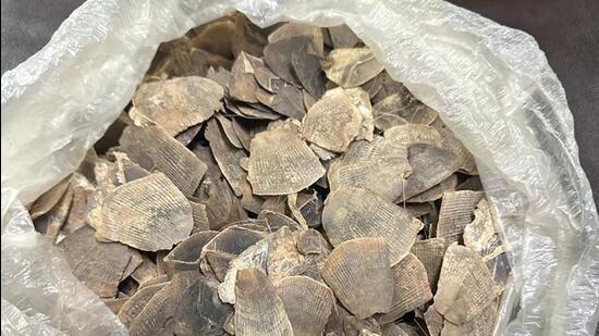 Pangolin scales seized during the operation against wildlife trafficking.