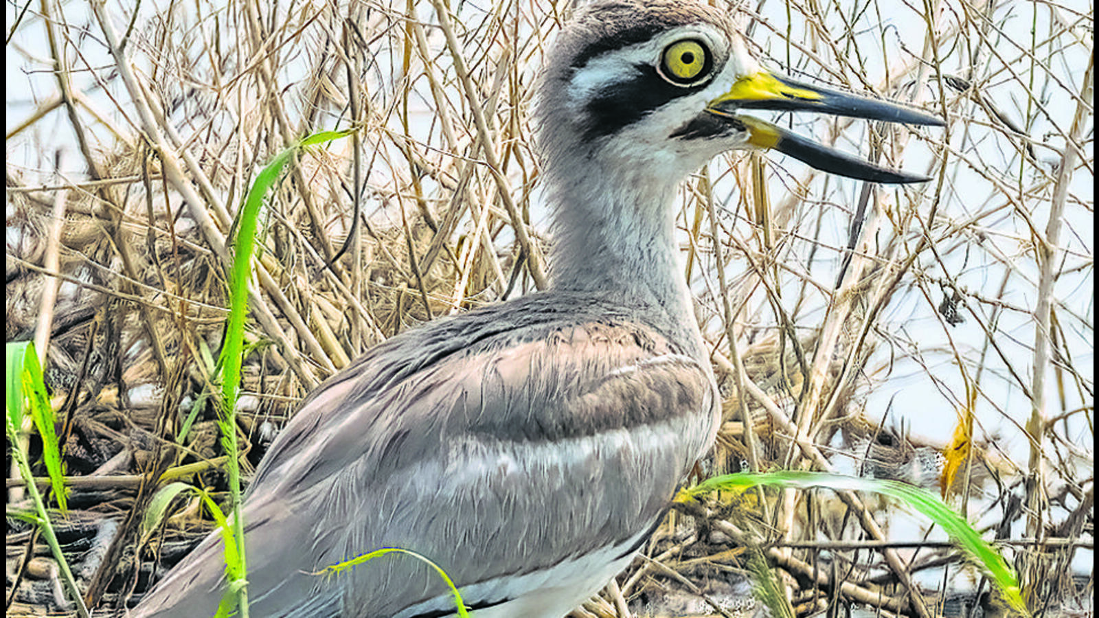 Shorebird not often seen in NCR spotted in Gurugram - Vimarsana News