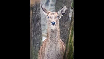 According to wildlife officials, the stability and increase in population of Hangul is a result of conservation efforts aimed to protect the animal in Dachigam and improvement in the situation in the Valley for the past two decades.