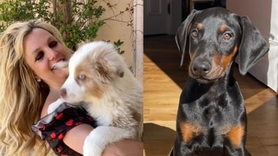 Sam and Britney share two dogs – a Doberman named Porsha and an Australian Shepherd, Sawyer (britneyspears/Instagram, samasghari/Instagram) Sam and Britney share two dogs – a Doberman named Porsha and an Australian Shepherd, Sawyer (britneyspears/Instagram, samasghari/Instagram)