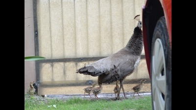 Peahen and five chicks at Jebaraj house. (AARON JEBIN) Peahen and five chicks at Jebaraj house. (AARON JEBIN)