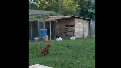 The image shows a dog running around in a green field. (Reddit/@meg12marie)