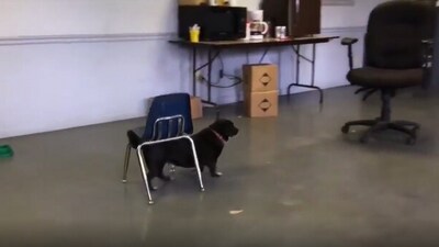 The image shows the smart doggo that found a clever way to climb onto a chair. (Reddit/@oldskoolgirl245) The image shows the smart doggo that found a clever way to climb onto a chair. (Reddit/@oldskoolgirl245)