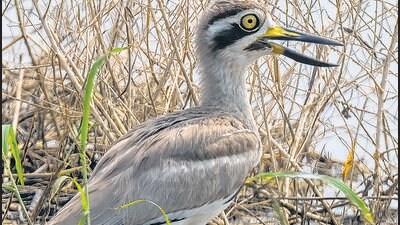 The Great thick knee, also known as Great stone-curlew was spotted on August 18 in Gurugram. (Mohit Mehta) The Great thick knee, also known as Great stone-curlew was spotted on August 18 in Gurugram. (Mohit Mehta)