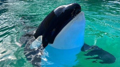 Lolita, believed to be at least 57, was the oldest killer whale being kept in captivity (Miami Seaquarium/Facebook) Lolita, believed to be at least 57, was the oldest killer whale being kept in captivity (Miami Seaquarium/Facebook)