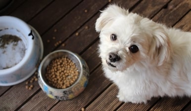 Reading dog food labels might feel like a puzzle, but if you zoom in on the key stuff that makes up a good doggy diet, you are setting your furry friend up for a healthy life. (Unsplash/M Burke) Reading dog food labels might feel like a puzzle, but if you zoom in on the key stuff that makes up a good doggy diet, you are setting your furry friend up for a healthy life. (Unsplash/M Burke)
