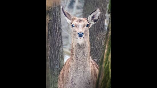 According to wildlife officials, the stability and increase in population of Hangul is a result of conservation efforts aimed to protect the animal in Dachigam and improvement in the situation in the Valley for the past two decades.