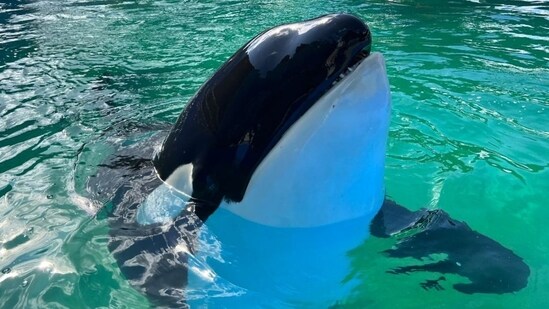 Lolita, believed to be at least 57, was the oldest killer whale being kept in captivity (Miami Seaquarium/Facebook)