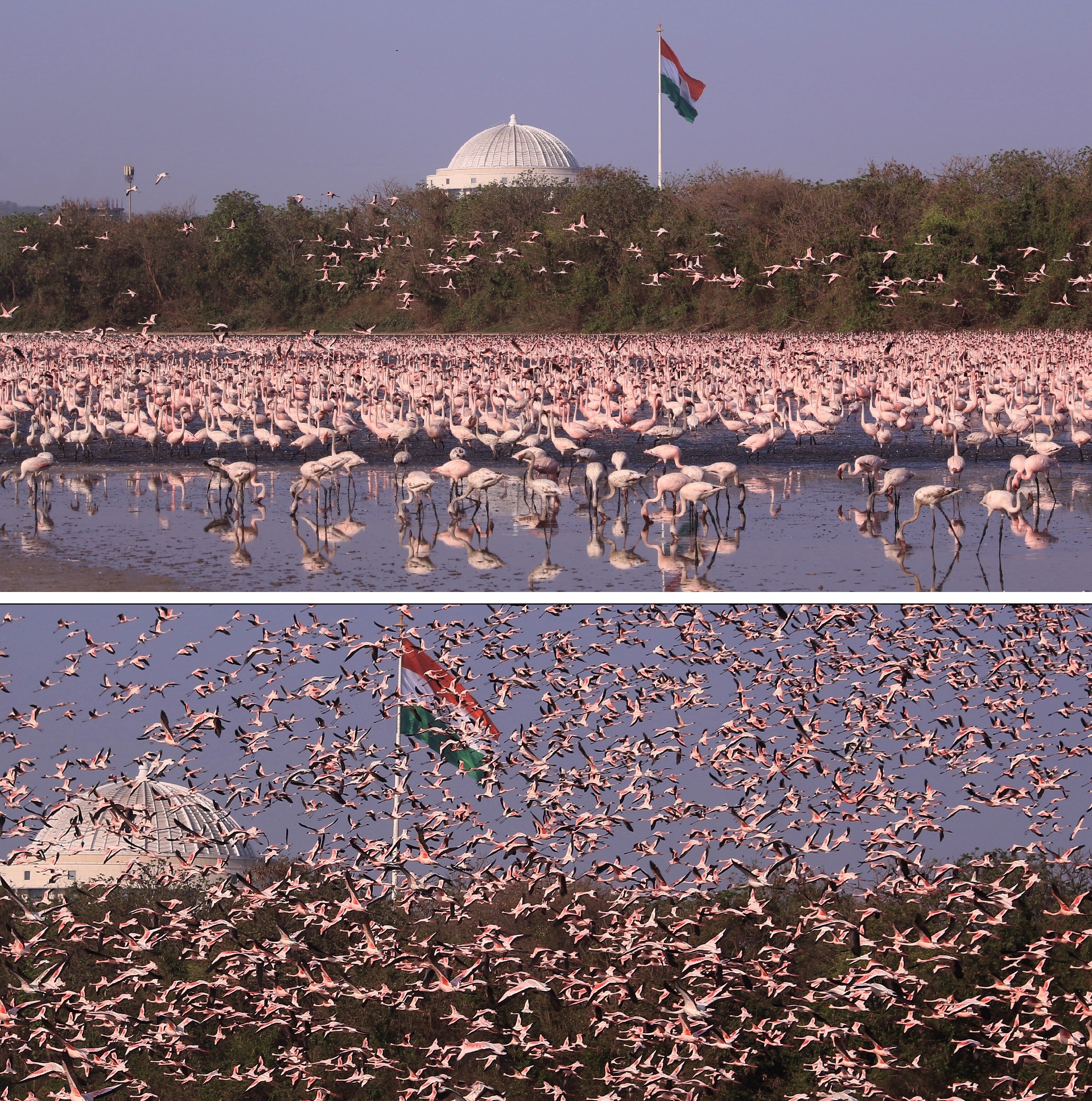 Flamingoes and Tricolour, Navi Mumbai. (PRASHANT K AWALE) Flamingoes and Tricolour, Navi Mumbai. (PRASHANT K AWALE)
