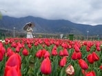 One lakh people, 70% of whom were tourists, visited the Srinagar’s iconic Tulip Garden in the first week of its opening on March 19 despite Ramadan and rainy weather. One lakh people, 70% of whom were tourists, visited the Srinagar’s iconic Tulip Garden in the first week of its opening on March 19 despite Ramadan and rainy weather.