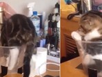 The image shows an adorable cat trying to sit inside a jar. The image shows an adorable cat trying to sit inside a jar.