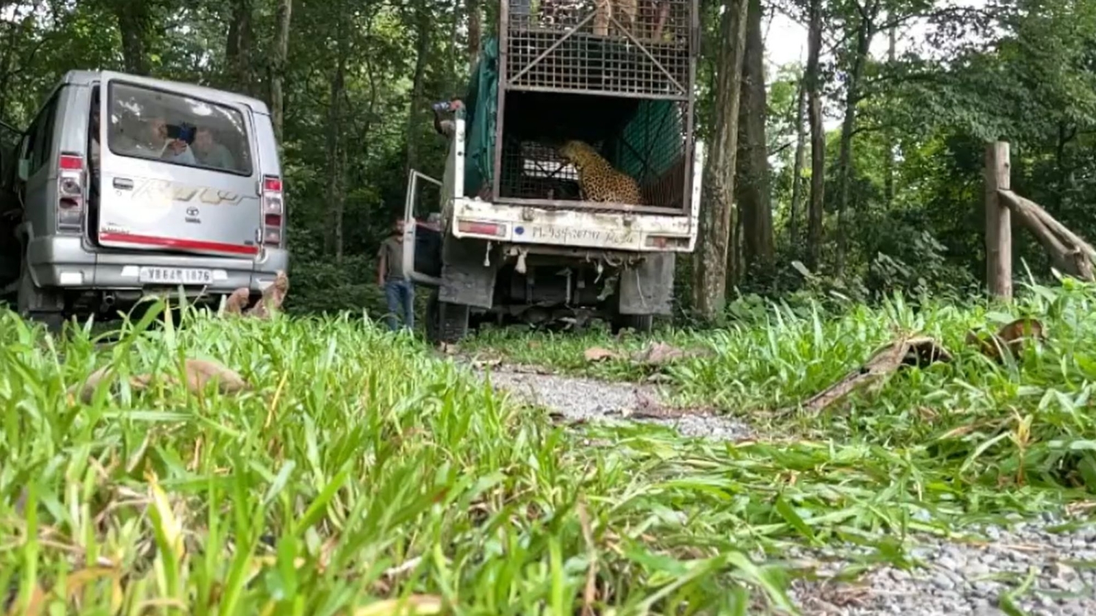 Rescued leopard leaps into the wild after being released by forest officials | Trending - Vimarsana News