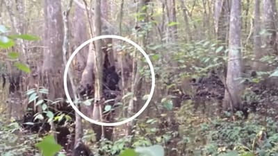 A video that has resurfaced and gone viral seemingly shows a Sasquatch moving through Mississippi woods (Josh Highcliff/YouTube screenshot) A video that has resurfaced and gone viral seemingly shows a Sasquatch moving through Mississippi woods (Josh Highcliff/YouTube screenshot)