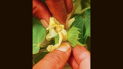 Bollworm is a deadly pest that appears when the cotton plant is in the flowering stage. (HT File)