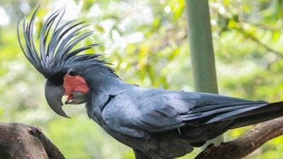 Palm cockatoos (Probosciger aterrimus) or black cockatoos are natives of Australia, Papua New Guinea and Indonesia (Twitter Photo) Palm cockatoos (Probosciger aterrimus) or black cockatoos are natives of Australia, Papua New Guinea and Indonesia (Twitter Photo)
