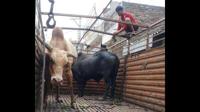 The cattle were lifted under a campaign launch by municipal corporation in July. (HT Photo) The cattle were lifted under a campaign launch by municipal corporation in July. (HT Photo)