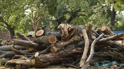 The department said the project had requisite permission to transplant 234 trees while four others were to be felled for the construction of the cluster bus depot number 2, which is being built on the premises of the Driver Training Institute. (HT Archive)