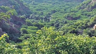 The report released on the ministry’s website details cultivating 36 specific species, including bamboo, that are suitable for agroforestry systems and home gardens (Representative photo)