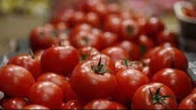 The research had been done on ‘Arkavikas’ and ‘Elsacrete’ varieties of tomatoes (Pic for representation)
