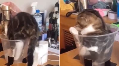 The image shows an adorable cat trying to sit inside a jar. (Screengrab) The image shows an adorable cat trying to sit inside a jar. (Screengrab)