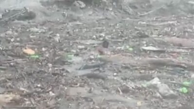 Man swims through water in Himachal's Mandi (PTI) Man swims through water in Himachal's Mandi (PTI)