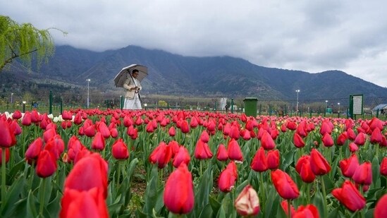 One lakh people, 70% of whom were tourists, visited the Srinagar’s iconic Tulip Garden in the first week of its opening on March 19 despite Ramadan and rainy weather. (PTI)
