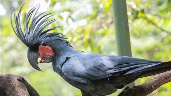 Palm cockatoos (Probosciger aterrimus) or black cockatoos are natives of Australia, Papua New Guinea and Indonesia (Twitter Photo)