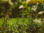 After two years of moving out, ex-homeowners want to take the garden of their old home. After two years of moving out, ex-homeowners want to take the garden of their old home.