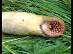 Snapshot of the sea creature called 'sea lamprey.' Snapshot of the sea creature called 'sea lamprey.'