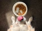 dog_food