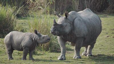 A newborn one-horned rhino with the mother inside the Kaziranga National Park in Assam. (AP File Photo) A newborn one-horned rhino with the mother inside the Kaziranga National Park in Assam. (AP File Photo)